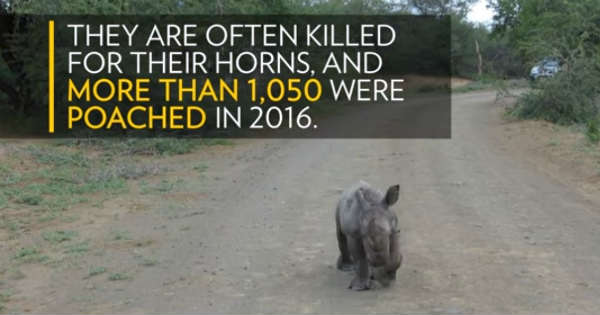 Cute Baby Rhino vs Car 2