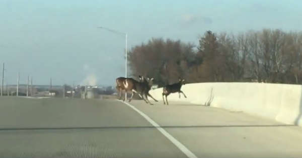 Deer Leap Jump Bridge Death Motorcyclist Witness 2