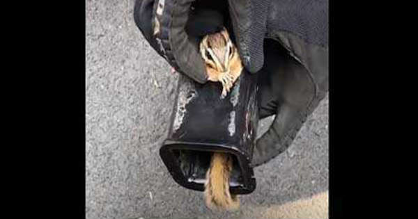 Man Saved Scared Chipmunk Stuck Truck Hitch 1