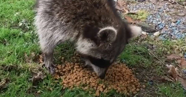 These Guys Saves RaccoonTangled in His Car Tarp 11