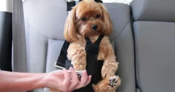 This Dog Seat Belt Will Keep Your Pet Safe 2