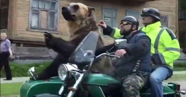 Only in Russia Bear Riding in Motorcycle Sidecar 2