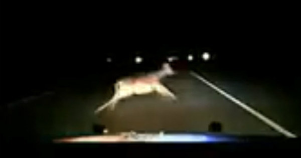 Police Car Hits A Deer At 110 MPH 2