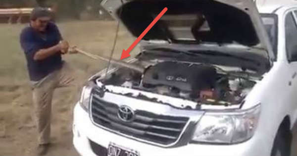 This Guy Found The Problem In This Car Massive Snake Under The Hood 1
