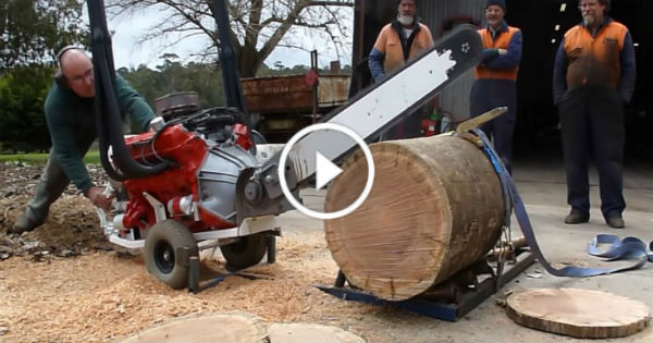 V8 Powered Chainsaw 253 CI Holden Hardwood 4