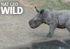 Cute Baby Rhino vs Car 1