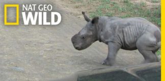 Cute Baby Rhino vs Car 1