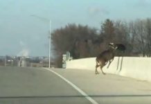 Deer Leap Jump Bridge Death Motorcyclist Witness 1