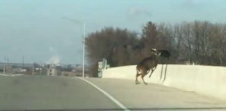 Deer Leap Jump Bridge Death Motorcyclist Witness 1