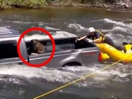 Dog Stuck In The Truck Bed Rescued 1
