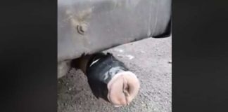 Funny Exhaust Pipe fleshlight 1