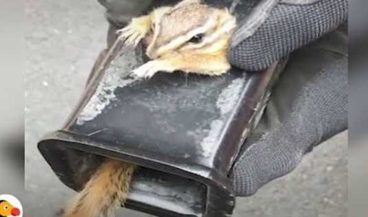 Man Saved Scared Chipmunk Stuck Truck Hitch 2