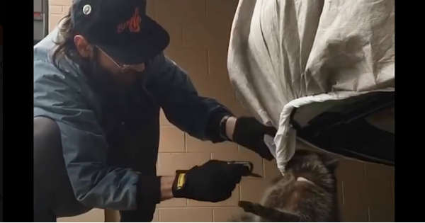 These Guys Saves RaccoonTangled in His Car Tarp 1
