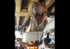Extremely Realistic Dinosaur Model Driving In A Truck 1