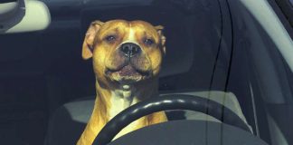 New Law - Its A Felony To Leave A Pet In Your Hot Car 2