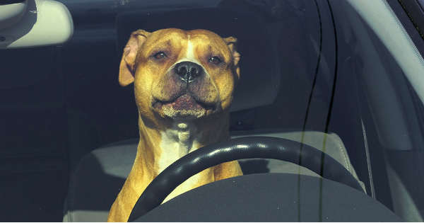 New Law - Its A Felony To Leave A Pet In Your Hot Car 2