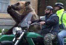 Only in Russia Bear Riding in Motorcycle Sidecar 1