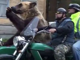 Only in Russia Bear Riding in Motorcycle Sidecar 1