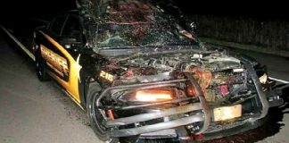 Police Car Hits A Deer At 110 MPH 11