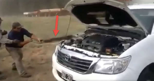 This Guy Found The Problem In This Car Massive Snake Under The Hood 11